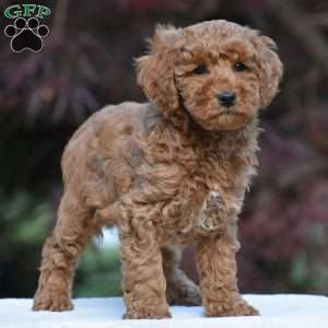Timmy, Miniature Poodle Puppy